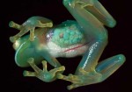glassfrog