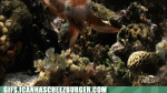 hypnocuttle