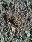 Olneya tesota seedlings