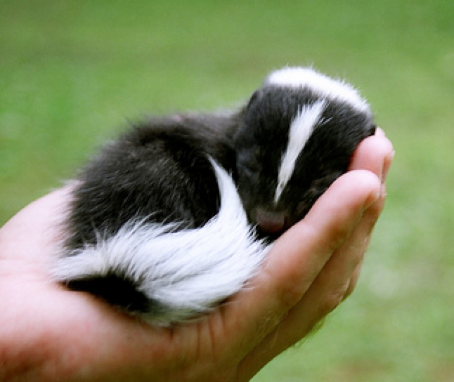 cute baby skunk