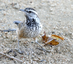 wren