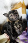 bats