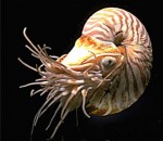 n_pompilius