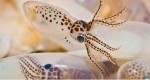 spottysquid