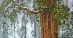 giant-sequoia-and-researchers