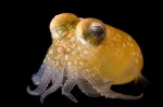 haughtycephalopod