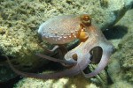 octopus_vulgaris