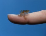 Red octopus riding a human finger