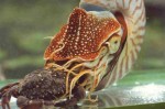 Nautilus
