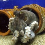 animals-octopus