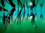 mangrove
