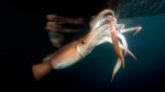 giant_squid