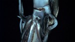 giantsquid
