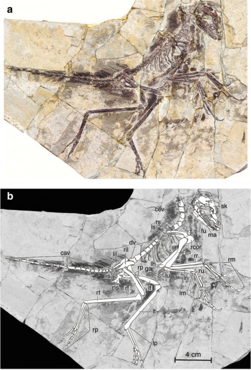 eosinopteryx2