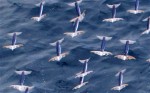 flyingsquid