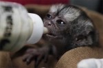 nightmonkey
