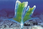 tremoctopus