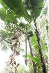 bananatree
