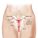 vagina