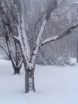 aprilshowers