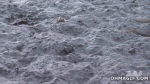 octopus-moving-dry-land