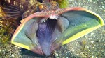 sarcasticfringehead