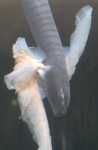 caecilian