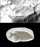 martianfish
