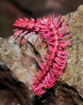 pinkdragon
