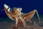 ontheshell