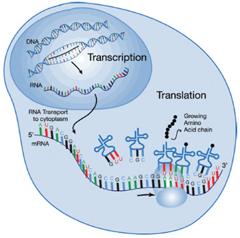 inqscribe transcription