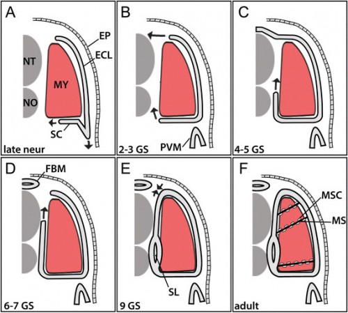 Summary of the development of amphioxus non-myotome somite derivatives in embryonic (A), larval (B-E) and adult (F) stages. Note that arrows indicate a change in the relative position of tissues, but it is not known whether this is achieved by active migration and/or differential growth of somitic or surrounding tissues. Abbreviations: ECL, external cell layer; EP, ectodermal epithelium; FBM, fin box mesothelium; MS, myoseptum; MSC, myoseptal fibroblast cell MY, myotome: NT, neural tube; NO, notochord. Stage abbreviations: neur, neurula; GS, gill slit; post-met, post-metamorphic juvenile.