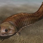 cambrian2