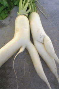 Radish