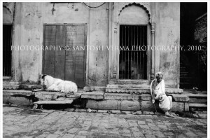 widows-of-brindavan-goat-widow-6453092
