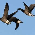 Brent Geese (6)