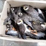 falcons_115170569
