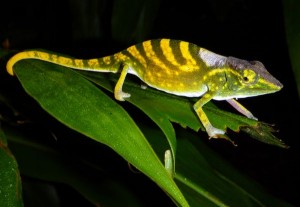 07-tarzan-chameleon-endangered-species_59166_600x450