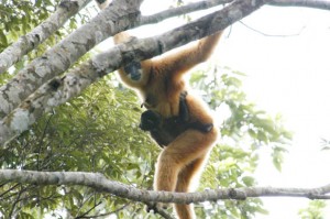 10938329-hainan-gibbon-credit-bill-bleisch-ffi
