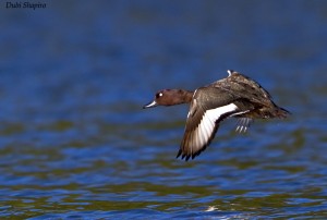 136349991.j98gNLyf.MadagascarPochard1