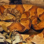 _62820648_copperhead