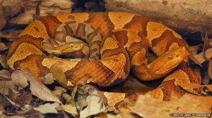 _62820648_copperhead