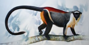 BMImg_26305_Roloway-Guenon_web