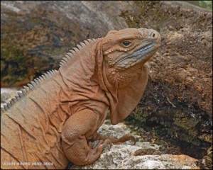 Jamaican Iguana