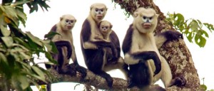 Rhinopithecus-avunculus-Le-Khac-Quyet-FFI-and-Herbert-Covert-Uni-of-Colorado-at-Boulder-Ha-Giang-Vietnam