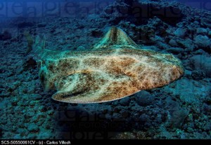 SCS-S0550061CV - © - Carlos Villoch