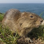 Santa Catarina's guinea pig