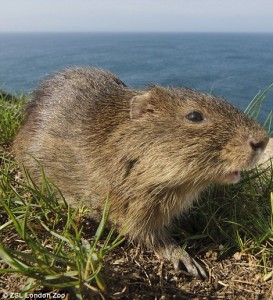 Santa Catarina's guinea pig