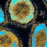 Virus