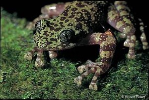 a_pauw_tm_ghost_frog_12323